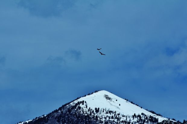 Birds
